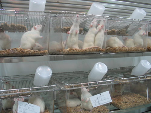 實驗動物飲用水的標準是什么