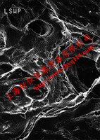 LCWP01300 Mitex PTFE 10um*13mm表面濾膜 LCWP01300 Mitex PTFE 10um*13mm表面濾膜